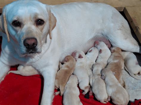 new york labrador breeders